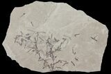 Fossil Crane Fly Larvae - Green River Formation #94969-1
